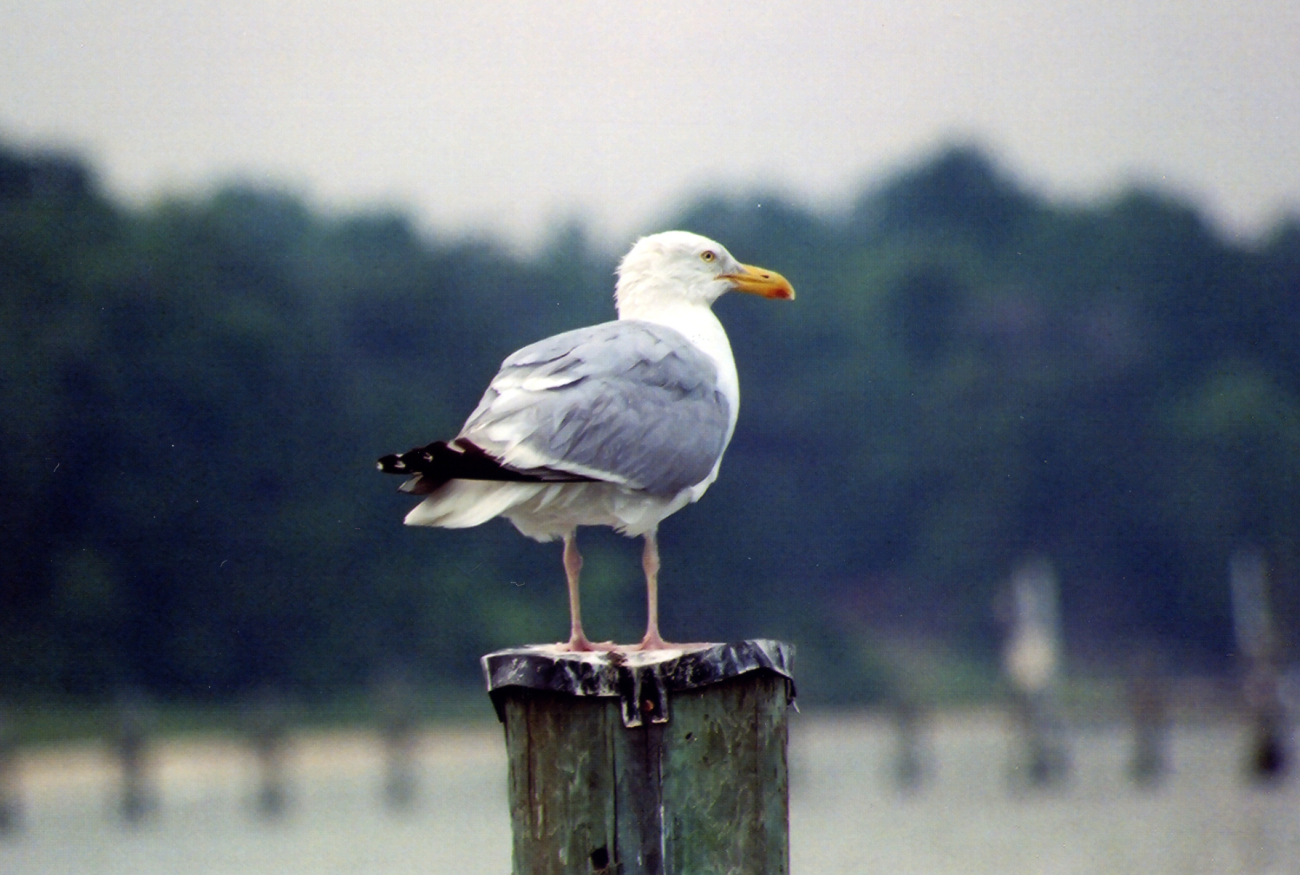 Herring gull on pier piling (Image credit: Mary Hollinger) Herring gull on pier piling