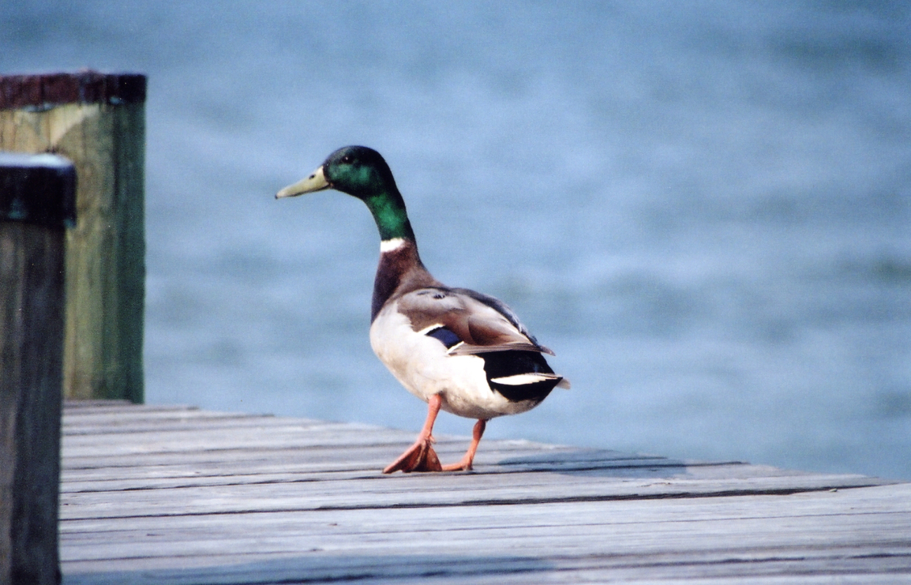 Mallard duck on a pier