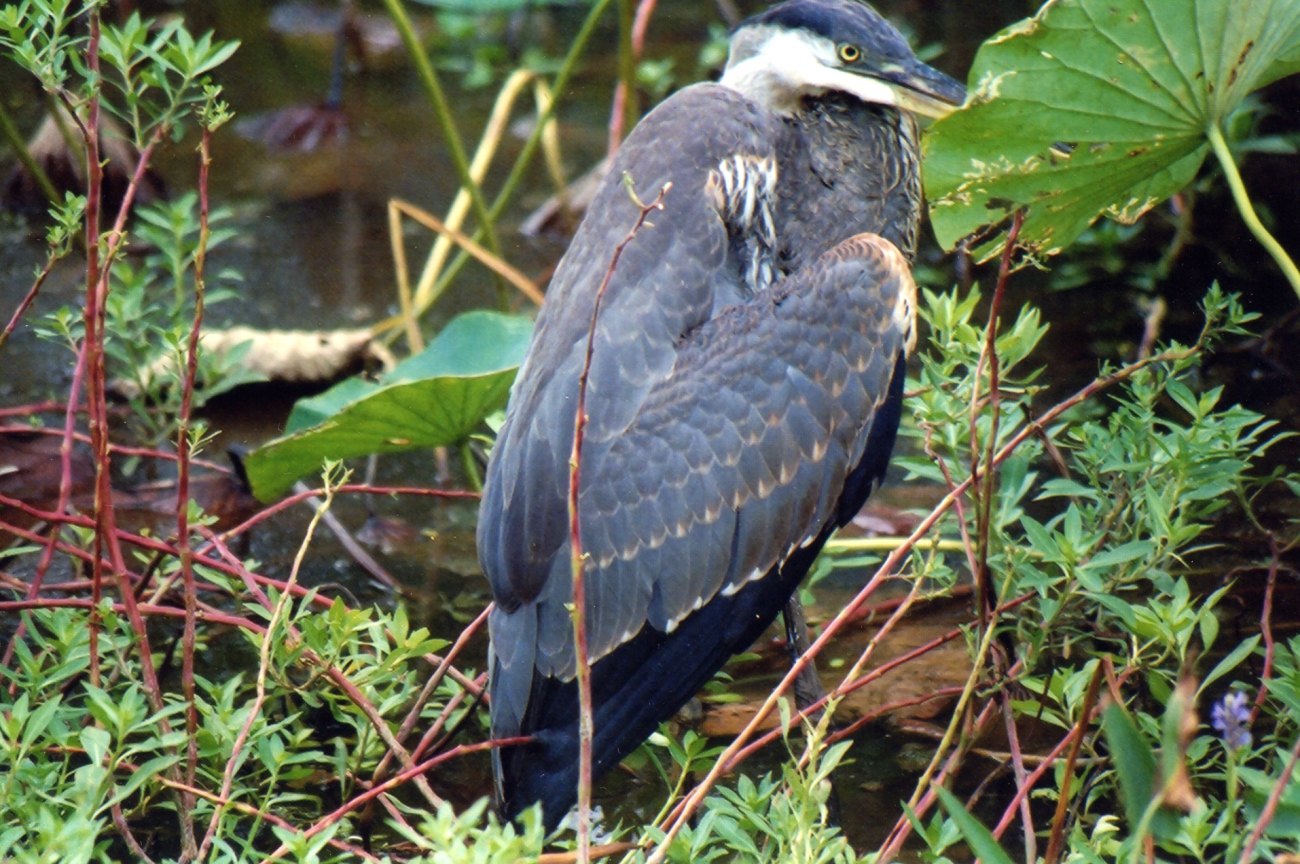 Juvenile great blue heron (?) sitting in a roadside marsh (Image credit: Mary Hollinger) Juvenile great blue heron (?) sitting in a roadside marsh