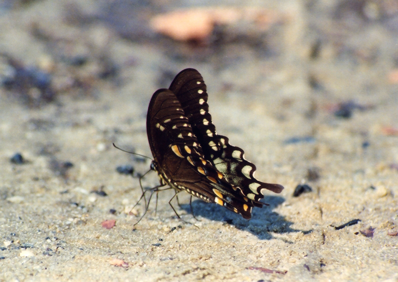 Butterfly on the beach (Image credit: Mary Hollinger) Butterfly on the beach