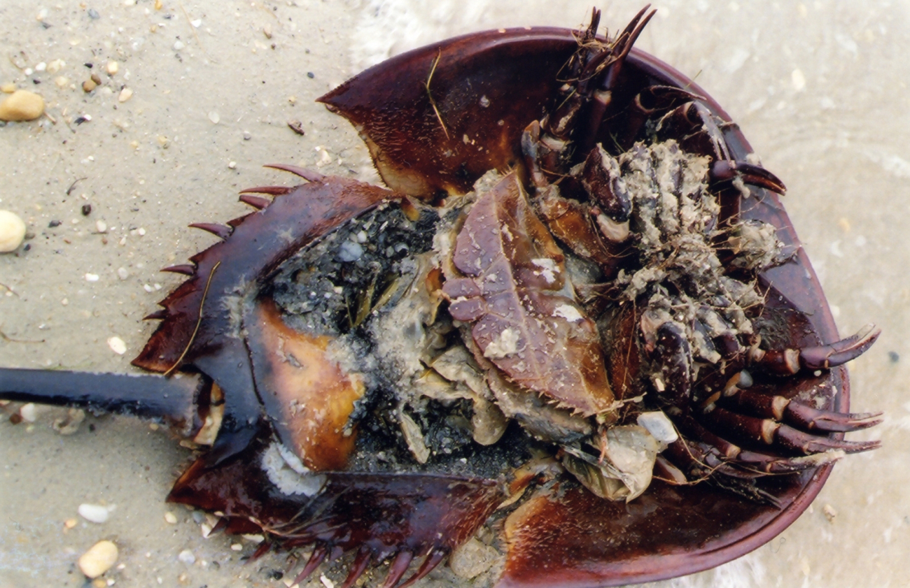 Large female horseshoe crab, washed ashore (Image credit: Mary Hollinger) Large female horseshoe crab, washed ashore