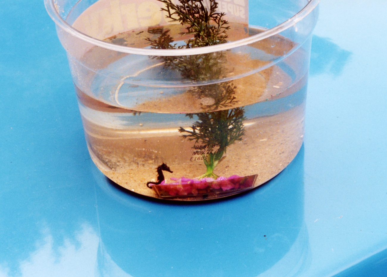 Young seahorse found in the Patuxent River (Image credit: Mary Hollinger) Young seahorse found in the Patuxent River