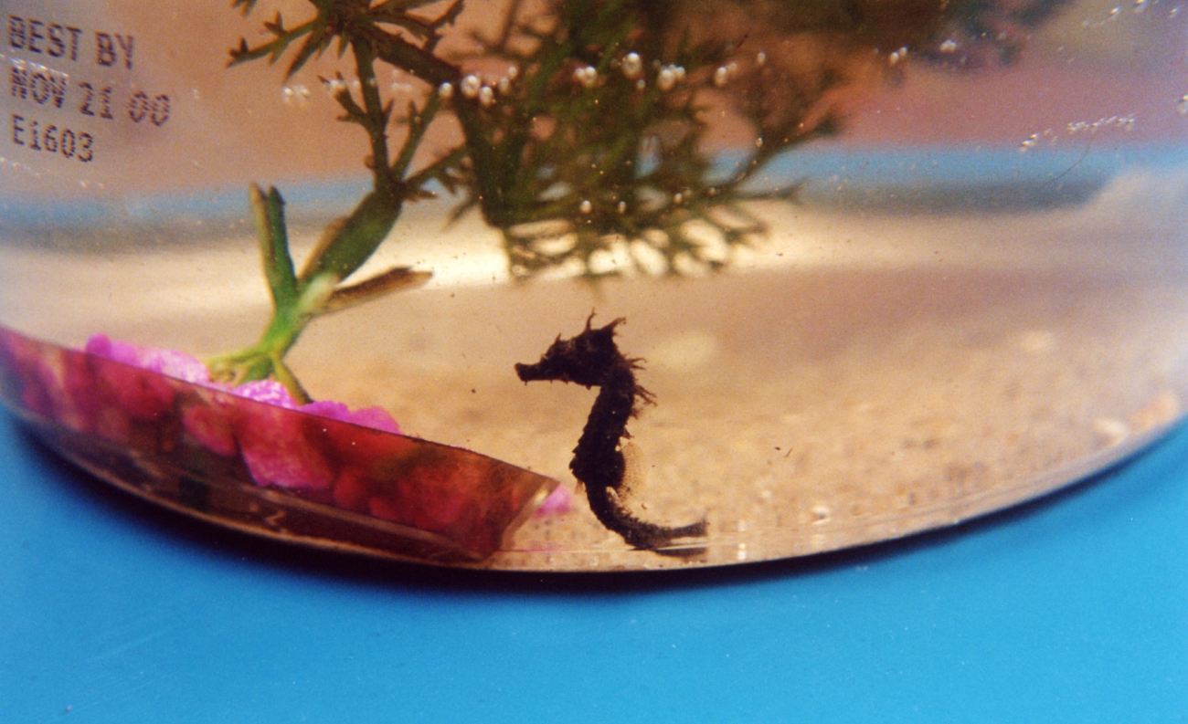 Young seahorse found in the Patuxent River (Image credit: Mary Hollinger) Young seahorse found in the Patuxent River