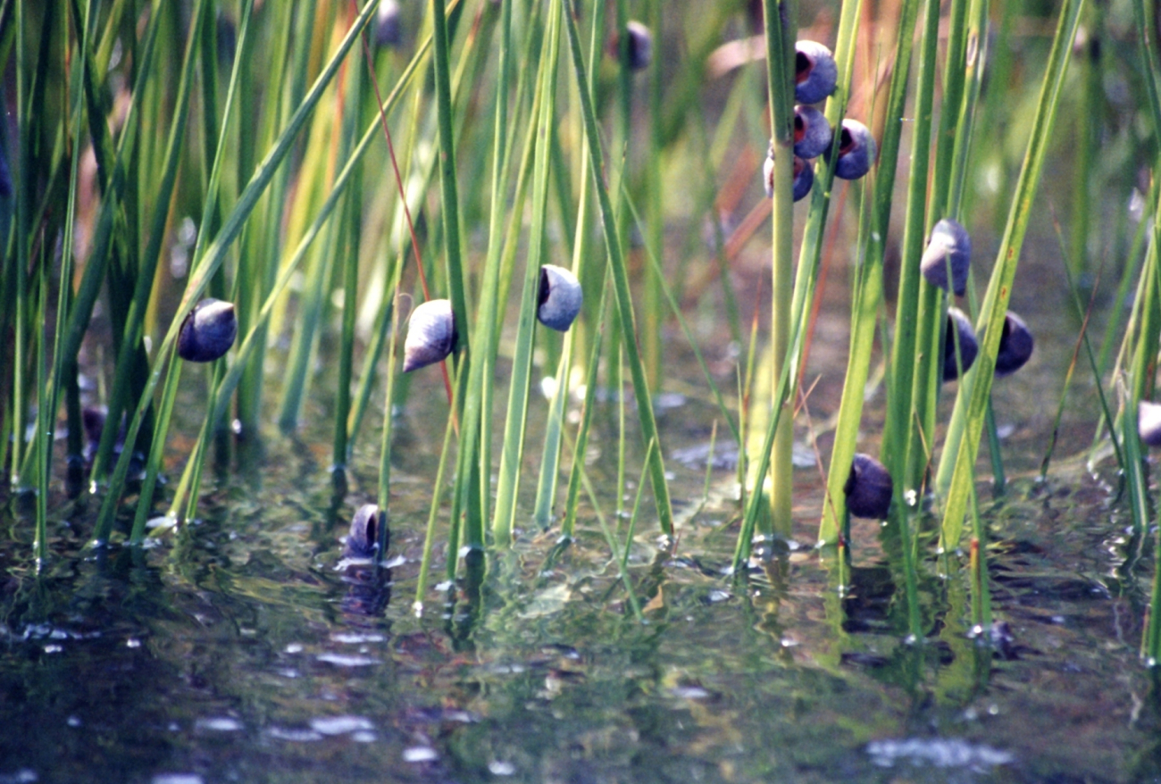 Marsh periwinkle, Littorina littorina, on marsh grass (Image credit: Mary Hollinger) Marsh periwinkle, Littorina littorina, on marsh grass