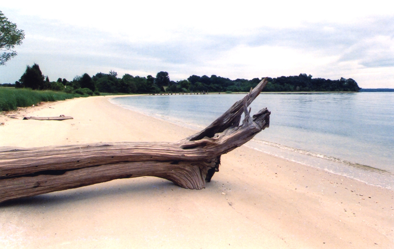 A beautiful Patuxent River shoreline at low tide (Image credit: Mary Hollinger) A beautiful Patuxent River shoreline at low tide