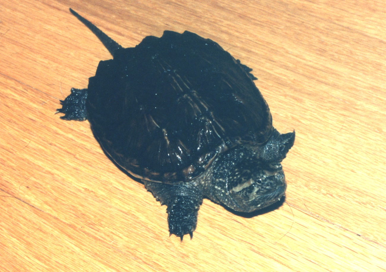 A year-old snapping turtle (Image credit: Mary Hollinger) A year-old snapping turtle