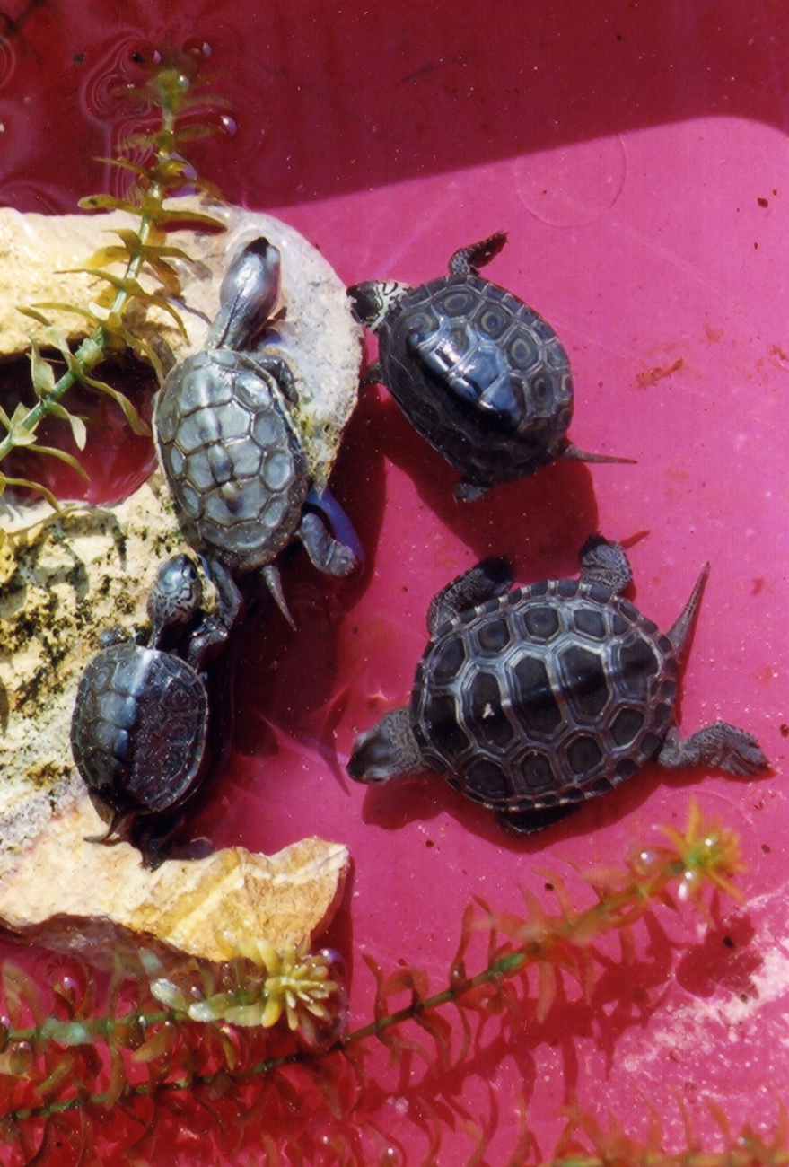 Baby terrapins from the same year class having various sizes, shapes, andmarkings (Image credit: Mary Hollinger) Baby terrapins from the same year class having various sizes, shapes, andmarkings