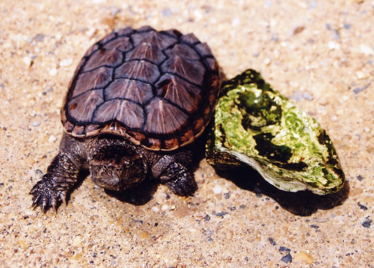 A year-old snapping turtle, about the same size as an oyster shell (Image credit: Mary Hollinger) A year-old snapping turtle, about the same size as an oyster shell