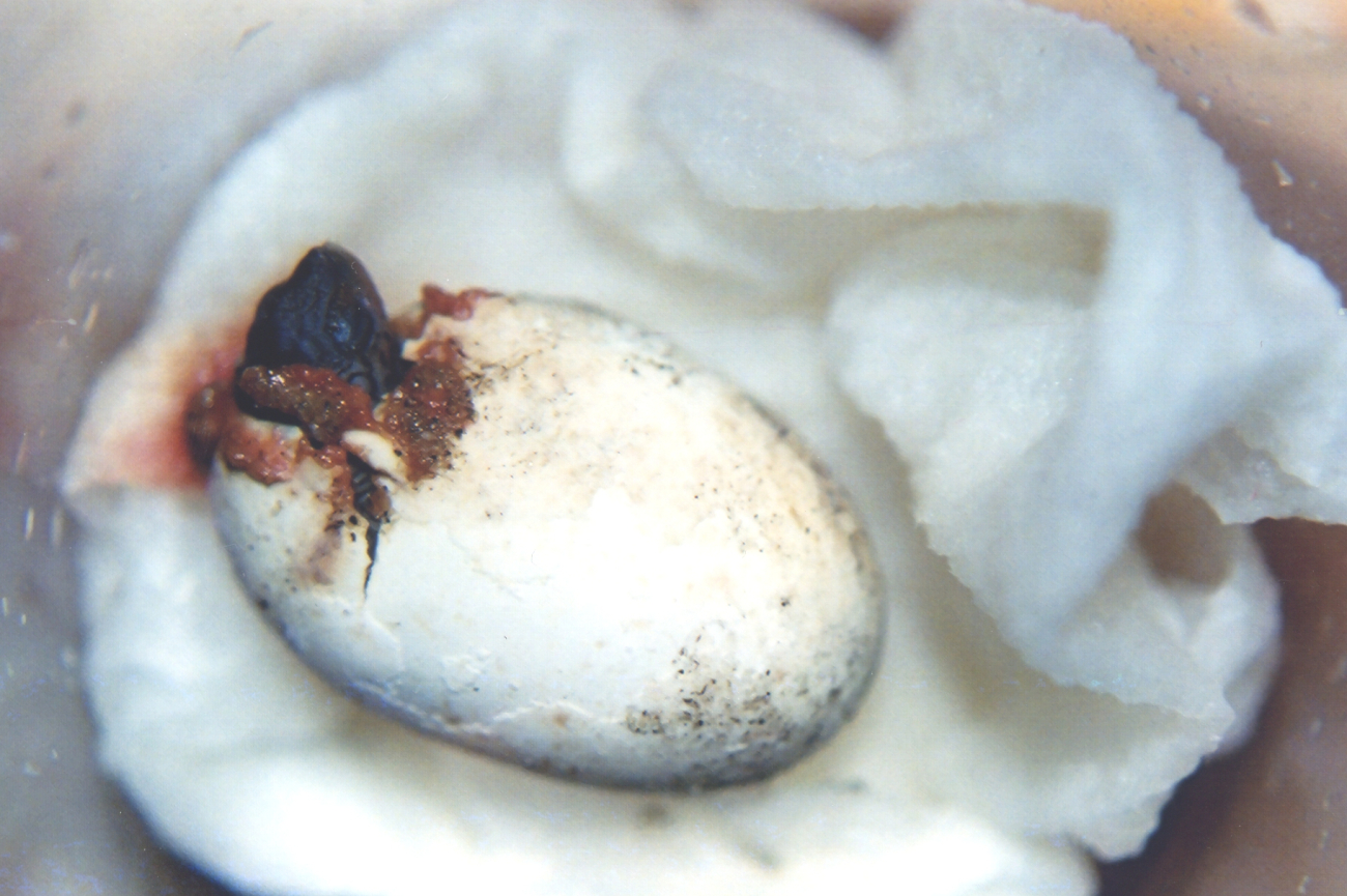 Diamondback terrapin hatchling exiting the shell (Image credit: Mary Hollinger) Diamondback terrapin hatchling exiting the shell