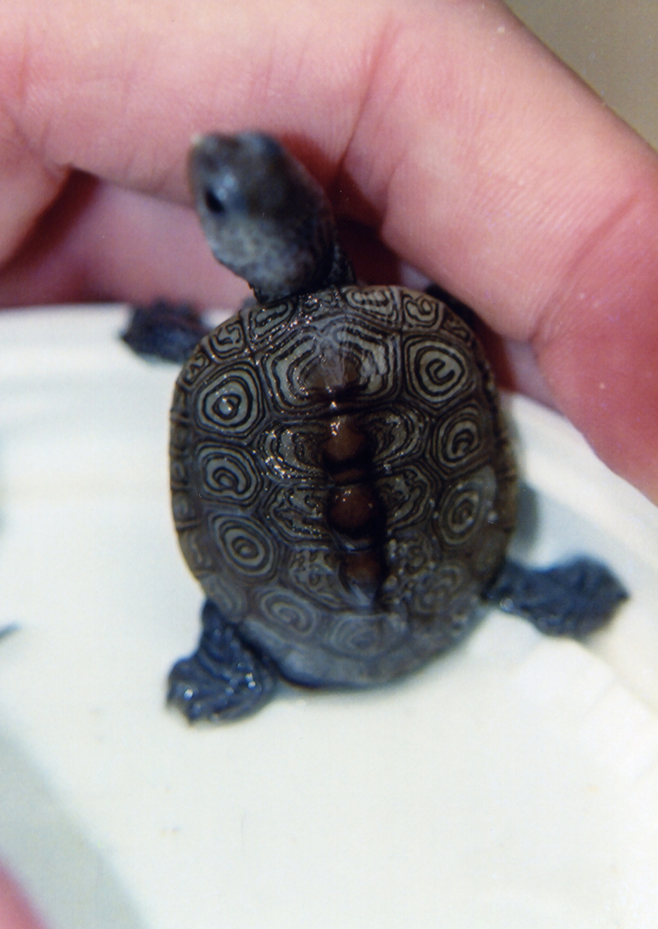 Diamondback terrapin hatchling with typical shell markings (Image credit: Mary Hollinger) Diamondback terrapin hatchling with typical shell markings