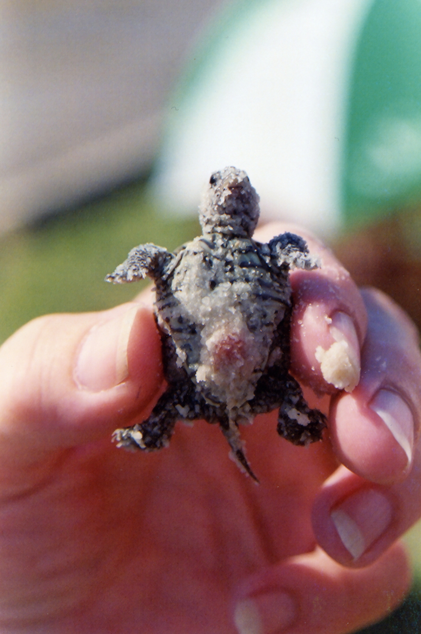 Newly hatched diamondback terrapin (Image credit: Mary Hollinger) Newly hatched diamondback terrapin