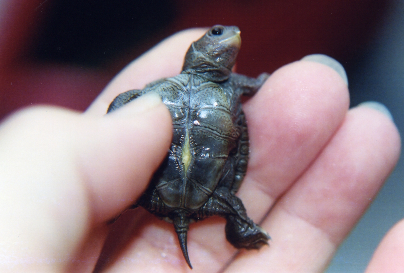 Newly hatched diamondback terrapin with egg sac and egg tooth (Image credit: Mary Hollinger) Newly hatched diamondback terrapin with egg sac and egg tooth
