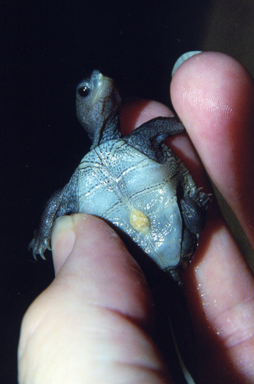 Newly hatched diamondback terrapin with egg sac and egg tooth (Image credit: Mary Hollinger) Newly hatched diamondback terrapin with egg sac and egg tooth