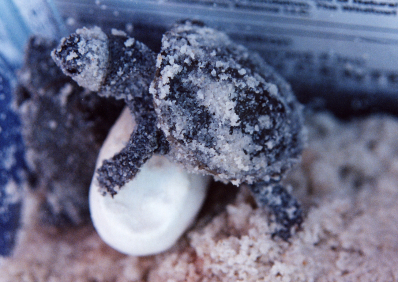 Newly hatched diamondback terrapin (Image credit: Mary Hollinger) Newly hatched diamondback terrapin