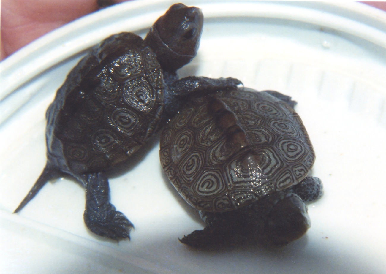 Diamondback terrapin hatchlings (Image credit: Mary Hollinger) Diamondback terrapin hatchlings