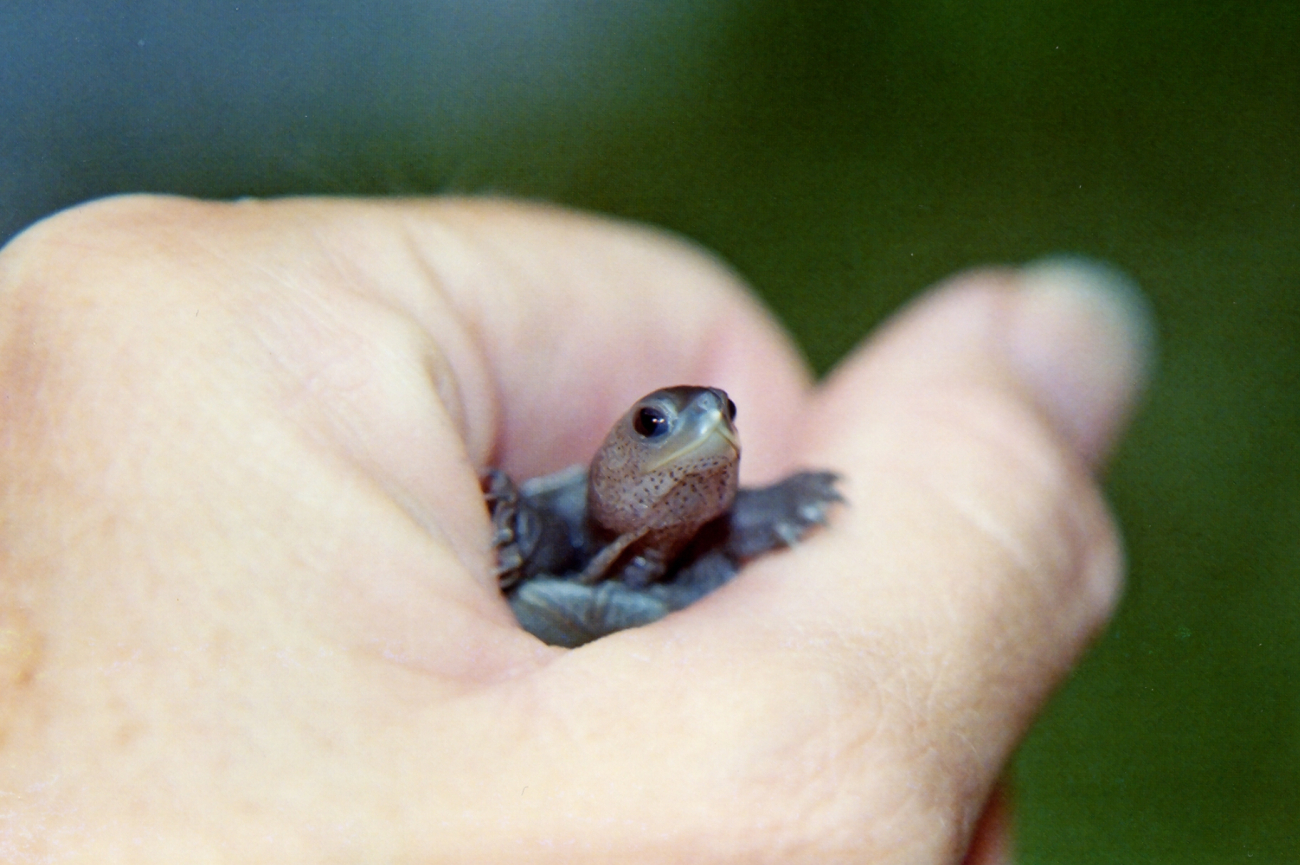 Diamondback terrapin hatchling (Image credit: Mary Hollinger) Diamondback terrapin hatchling