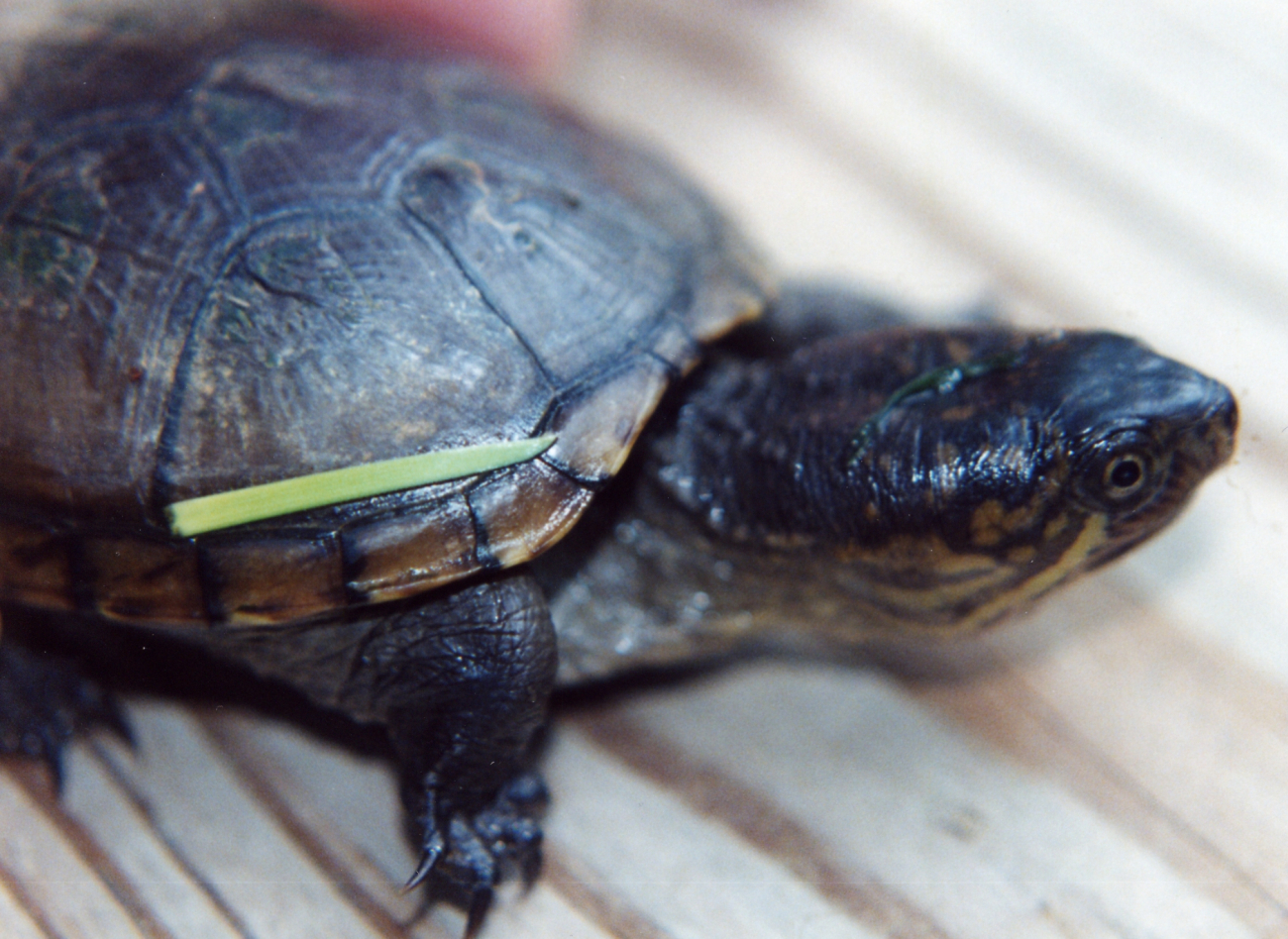 Juvenile mud turtle (Image credit: Mary Hollinger) Juvenile mud turtle