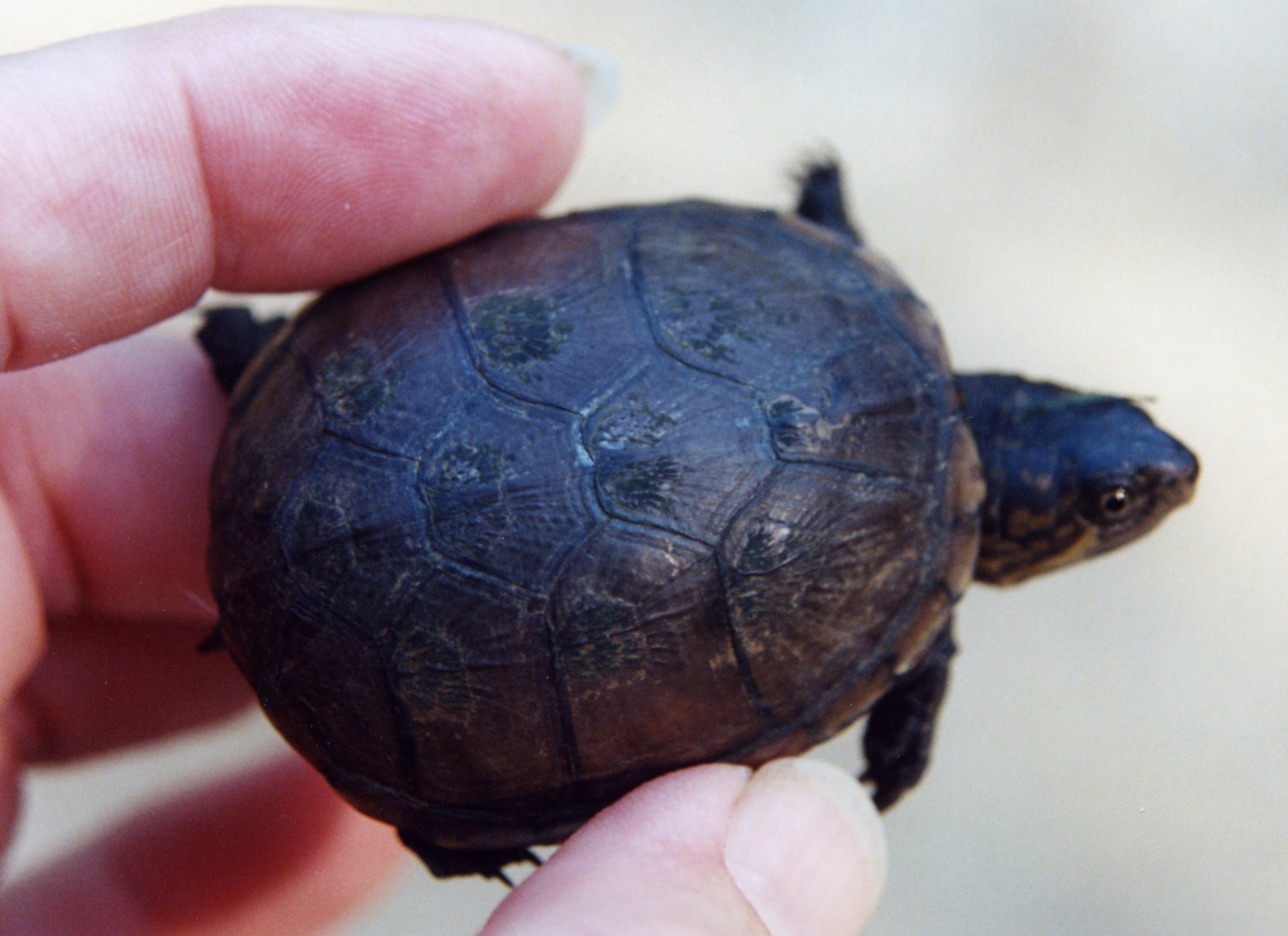 Juvenile mud turtle (Image credit: Mary Hollinger) Juvenile mud turtle