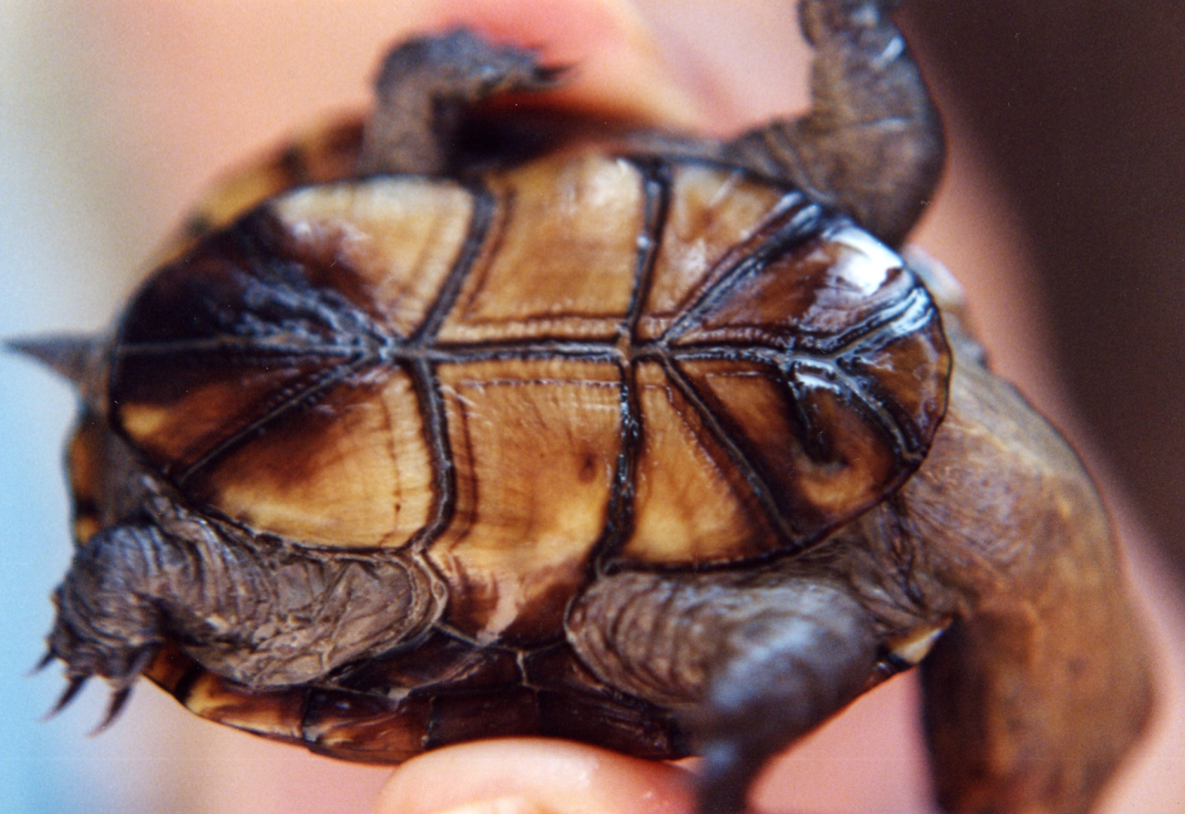 Juvenile mud turtle, bottom view (Image credit: Mary Hollinger) Juvenile mud turtle, bottom view