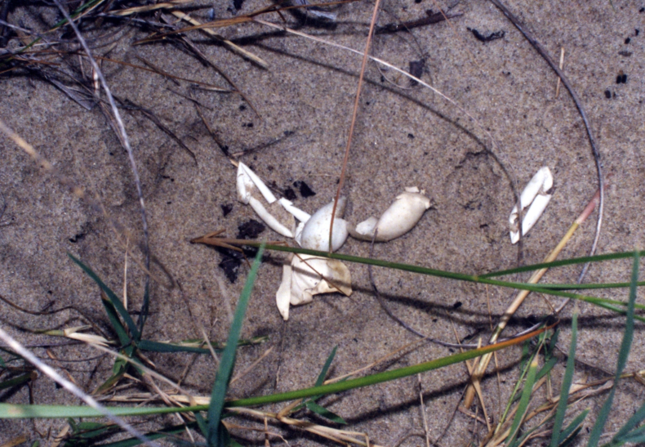 Diamondback terrapin eggs as they appear when successfully hatched (Image credit: Mary Hollinger) Diamondback terrapin eggs as they appear when successfully hatched