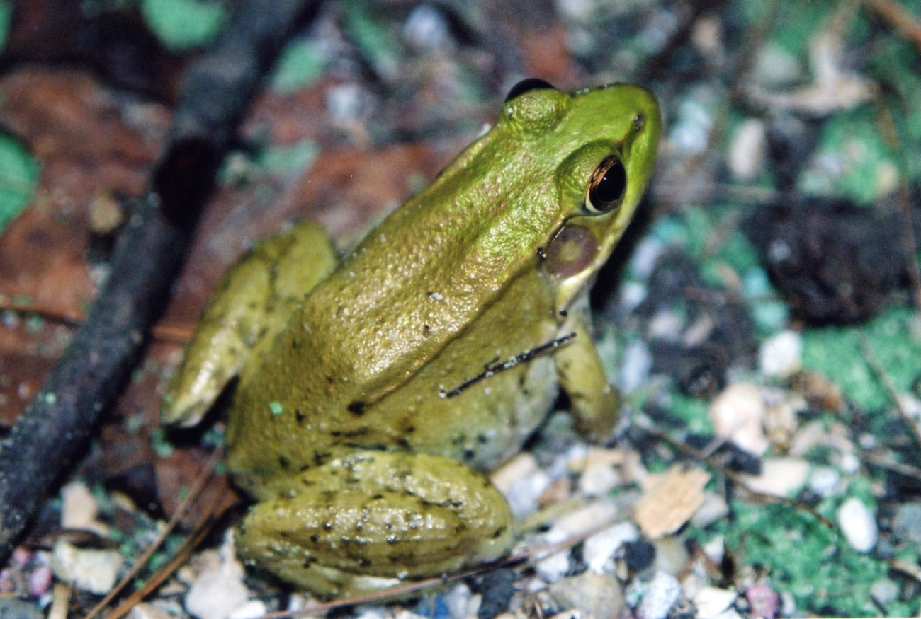 Frog (Image credit: Mary Hollinger) Frog