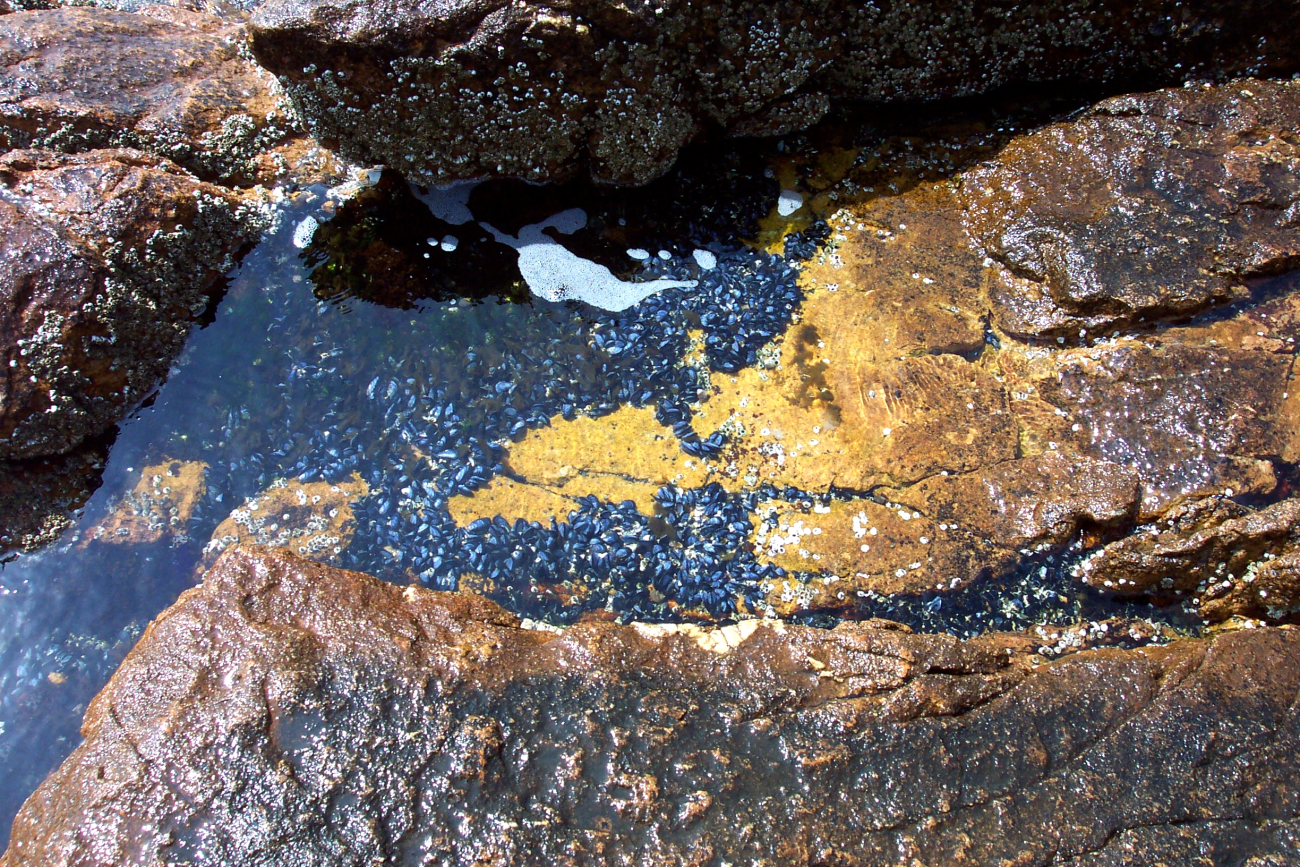Tide pool with mussels below Bass Harbor Head Lighthouse (Image credit: Captain Albert E. Theberge) Tide pool with mussels below Bass Harbor Head Lighthouse