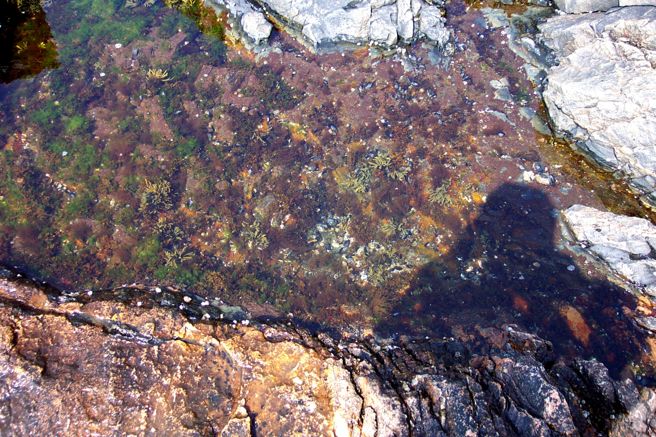 Tide pool with various types of algae below Bass Harbor Head Lighthouse (Image credit: Captain Albert E. Theberge) Tide pool with various types of algae below Bass Harbor Head Lighthouse
