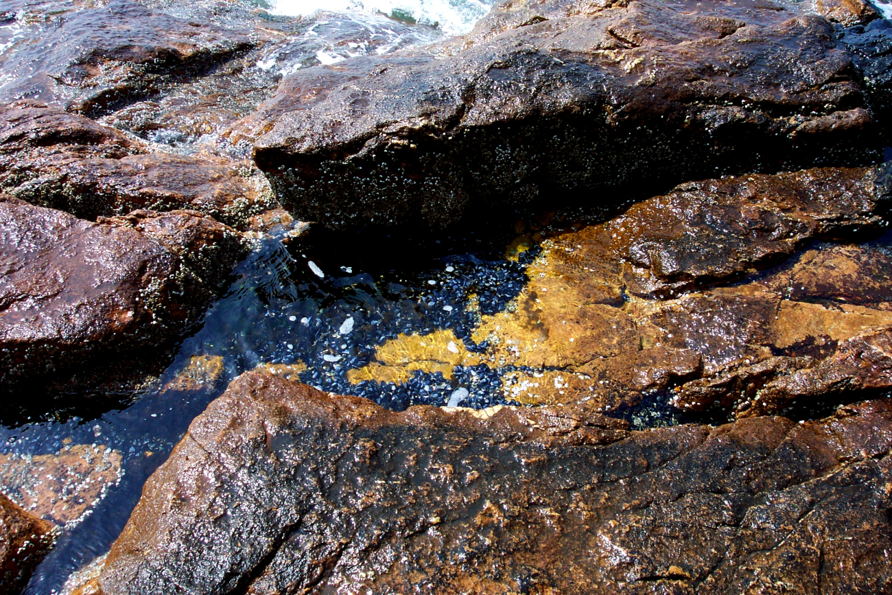 Tide pool with mussels below Bass Harbor Head Lighthouse (Image credit: Captain Albert E. Theberge) Tide pool with mussels below Bass Harbor Head Lighthouse