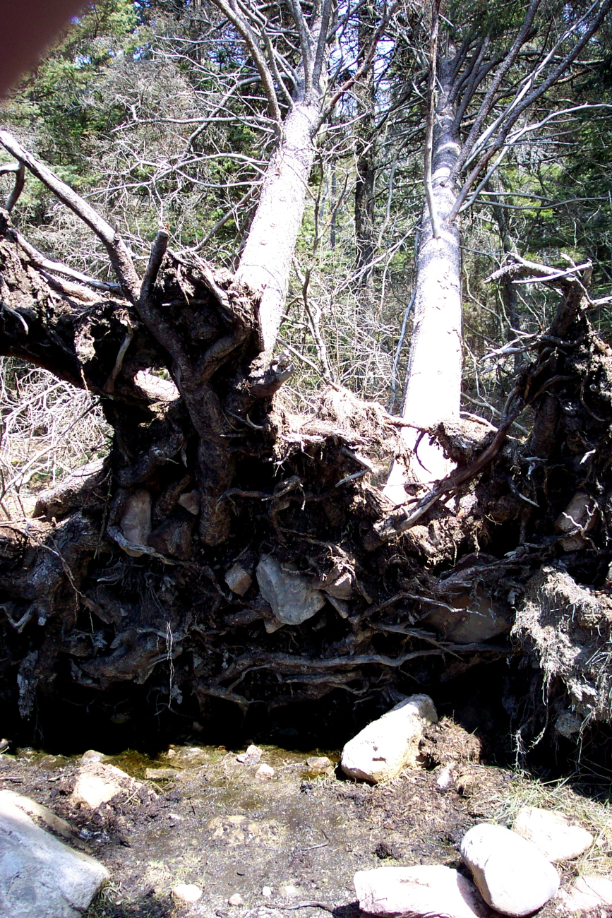 Trees with intertwined roots blown down together on the Bass Harbor HeadLighthouse Trail (Image credit: Captain Albert E. Theberge) Trees with intertwined roots blown down together on the Bass Harbor HeadLighthouse Trail