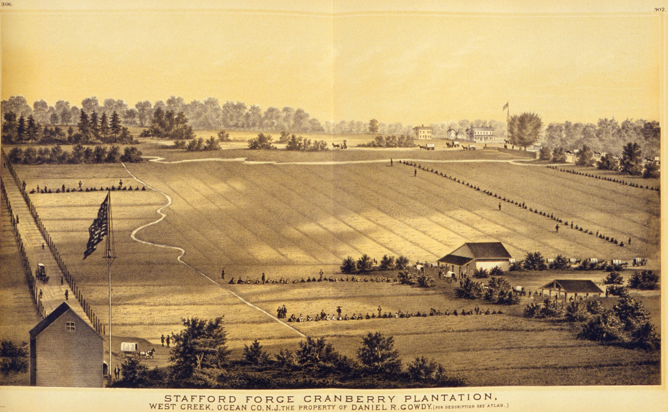 Stafford Ford Cranberry Plantation, West Creek, Ocean County, N line2742.jpg Stafford Ford Cranberry Plantation, West Creek, Ocean County, N