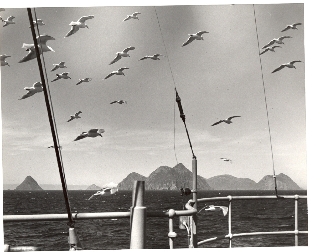 Seagulls flying in formation (Image credit: Family of Captain David M. Whipp, USC&GS;) Seagulls flying in formation