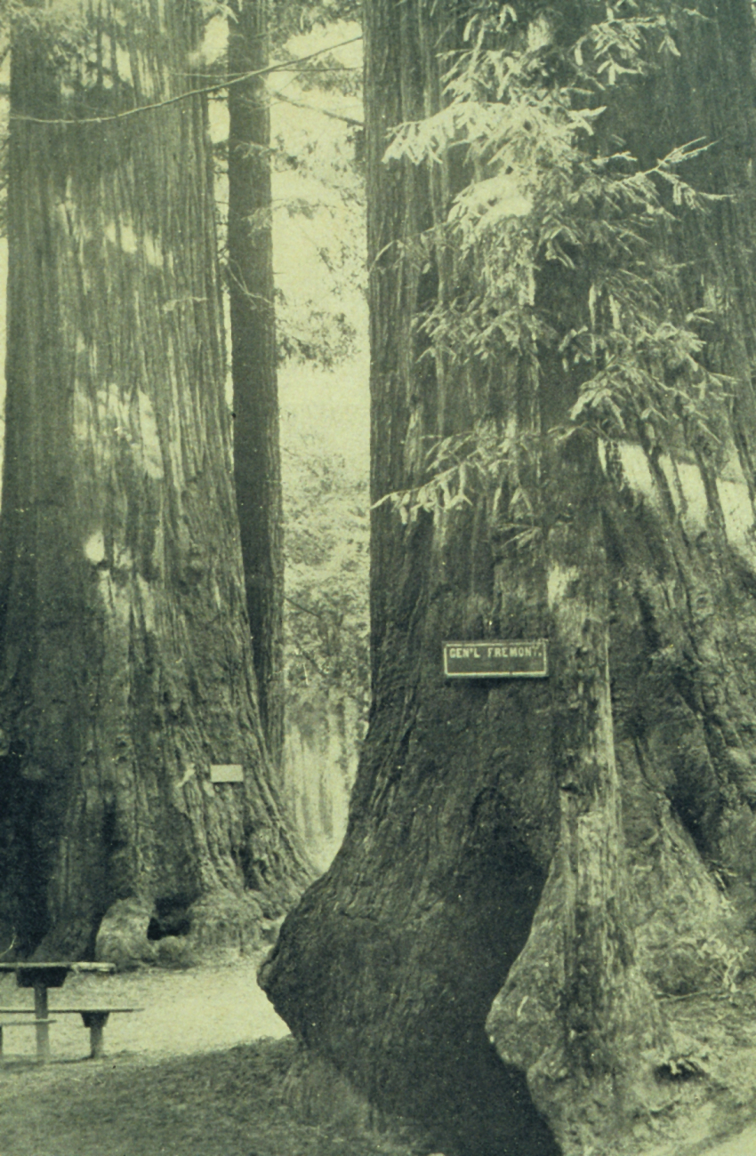 View in Big Trees Grove, five miles from Santa Cruz with General Fremont tree line2752.jpg View in Big Trees Grove, five miles from Santa Cruz with General Fremont tree