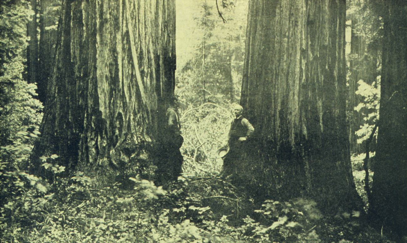 Typical timber scene in Sempervirens Park in Santa Cruz line2757.jpg Typical timber scene in Sempervirens Park in Santa Cruz