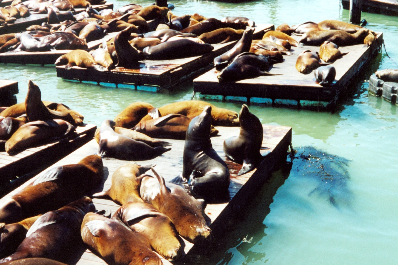 Sea lions lollygagging in the sun near Fisherman's Wharf (Image credit: Julia Brownlee) Sea lions lollygagging in the sun near Fisherman's Wharf