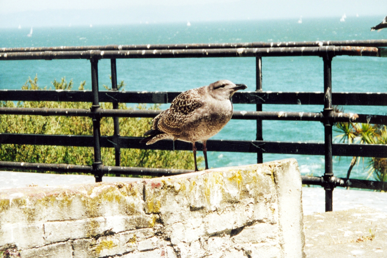 A jailbird at Alcatraz Island (Image credit: Julia Brownlee) A jailbird at Alcatraz Island