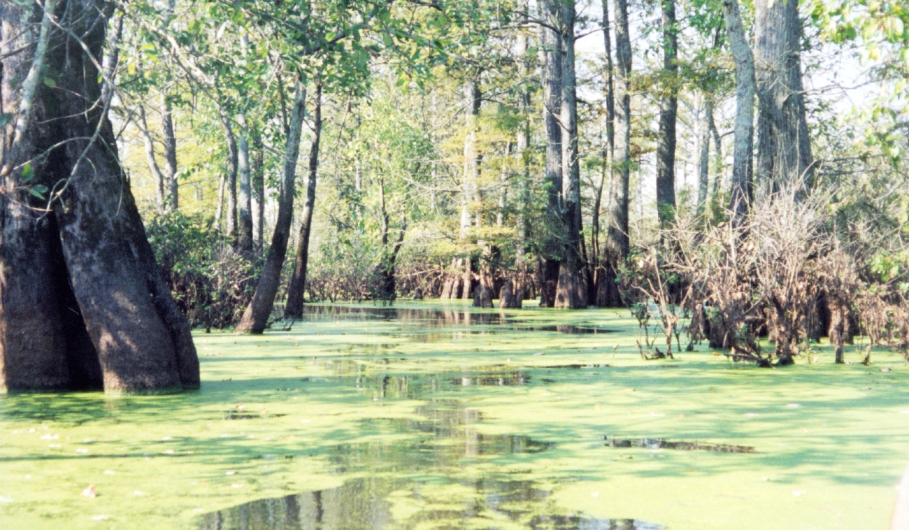 Algae covered waters (Image credit: Julia Brownlee) Algae covered waters