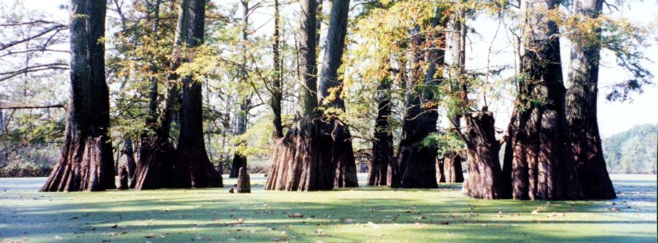 Cypress trees in a North Carolina swamp area (Image credit: Julia Brownlee) Cypress trees in a North Carolina swamp area