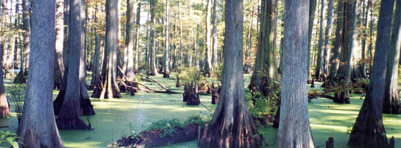 A beautiful stand of cypress trees (Image credit: Julia Brownlee) A beautiful stand of cypress trees