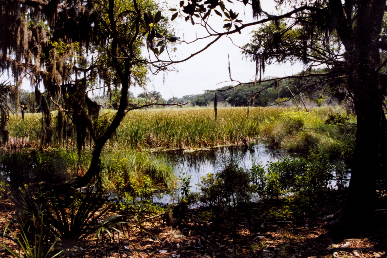 Tidal wetlands with oaks and Spanish moss (Image credit: Julia Brownlee) Tidal wetlands with oaks and Spanish moss