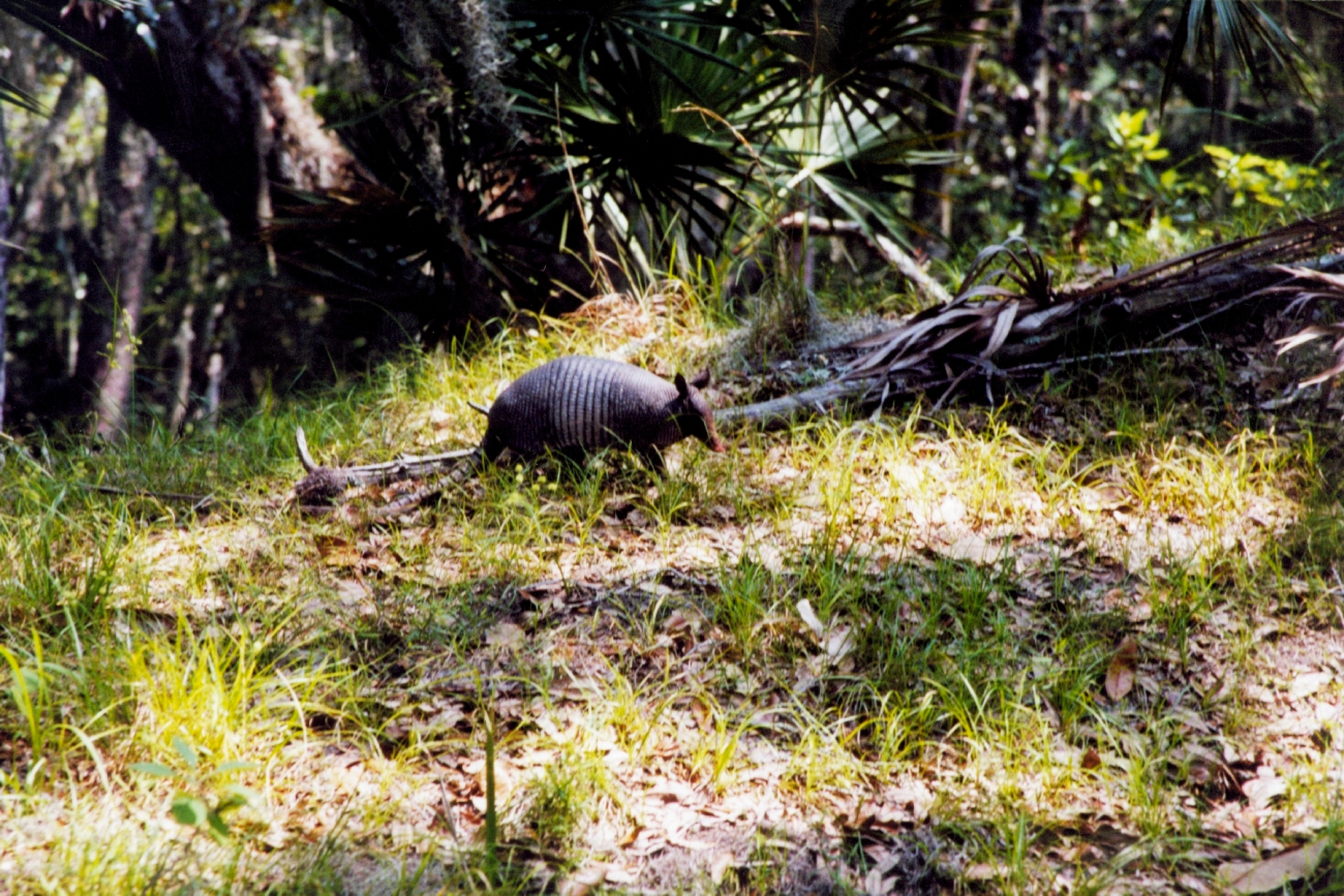 An armadillo with oaks and palmettos in the background (Image credit: Julia Brownlee) An armadillo with oaks and palmettos in the background