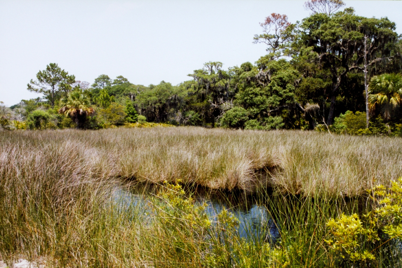 Looking over a tidal wetland area to oak and palmetto forest (Image credit: Julia Brownlee) Looking over a tidal wetland area to oak and palmetto forest