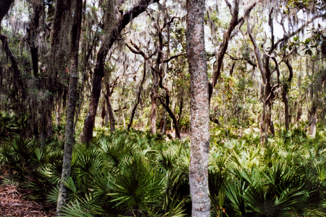 A surreal view of spanish moss covered trees and palmetto ground cover (Image credit: Julia Brownlee) A surreal view of spanish moss covered trees and palmetto ground cover