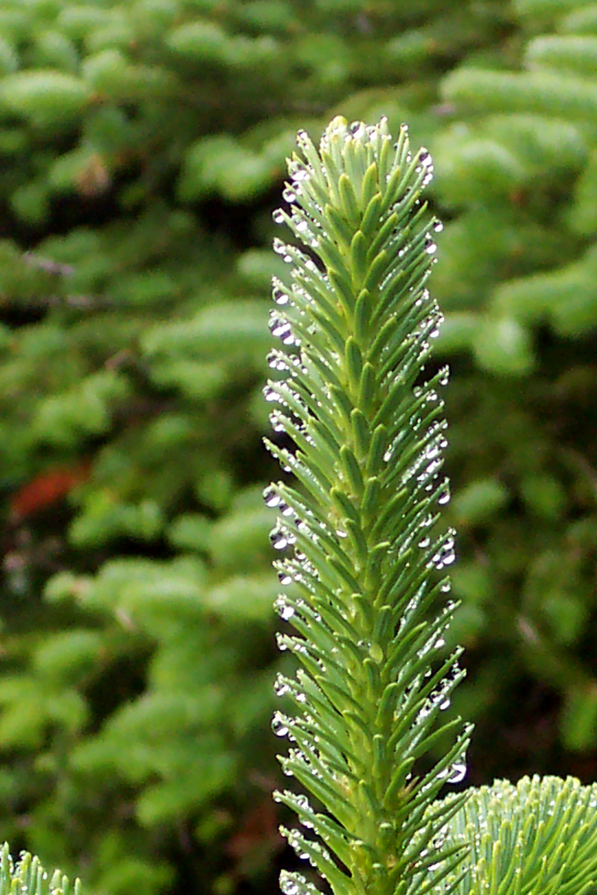 Fog dew on evergreens at West Quoddy Head (Image credit: Michael Theberge) Fog dew on evergreens at West Quoddy Head