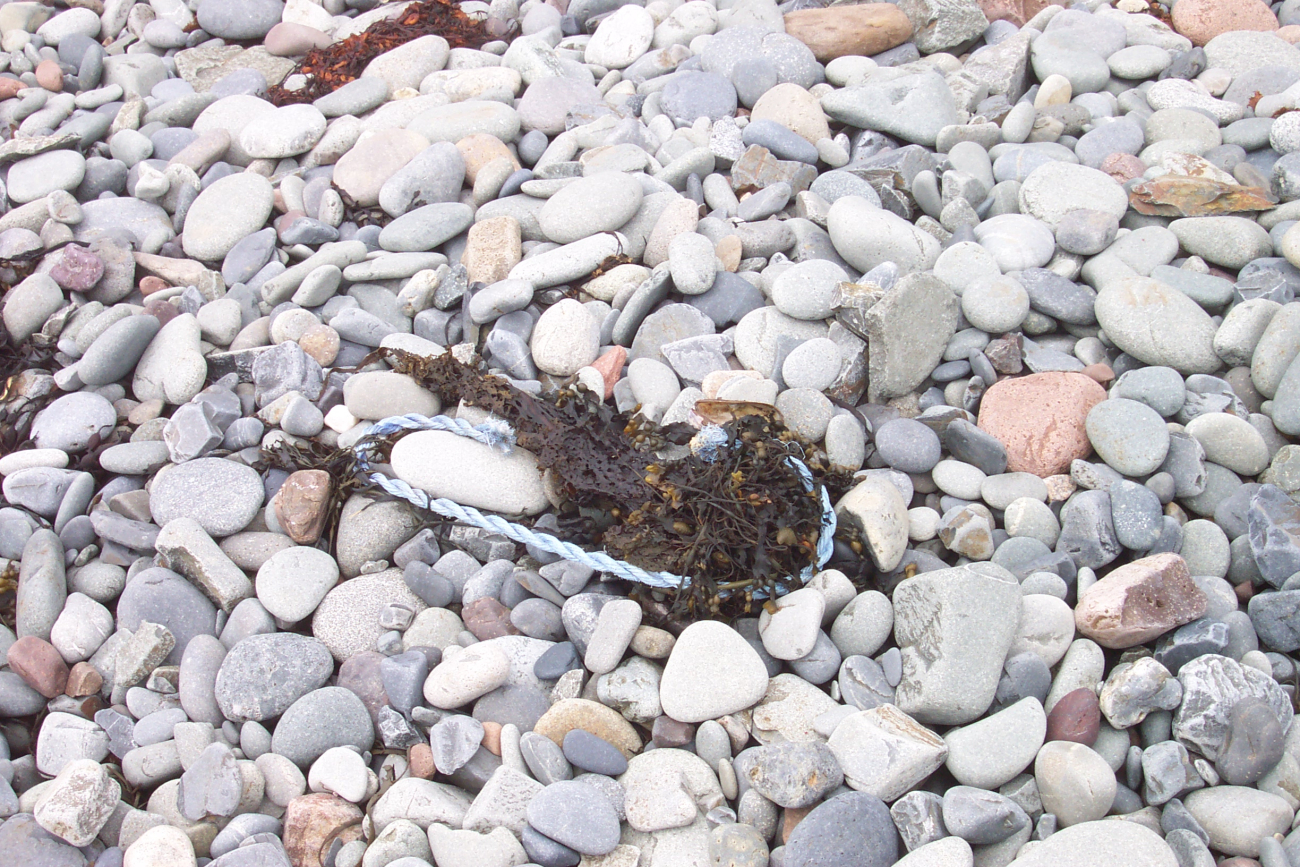 A cobble beach with kelp and flotsam at West Quoddy Head (Image credit: Captain Albert E. Theberge) A cobble beach with kelp and flotsam at West Quoddy Head