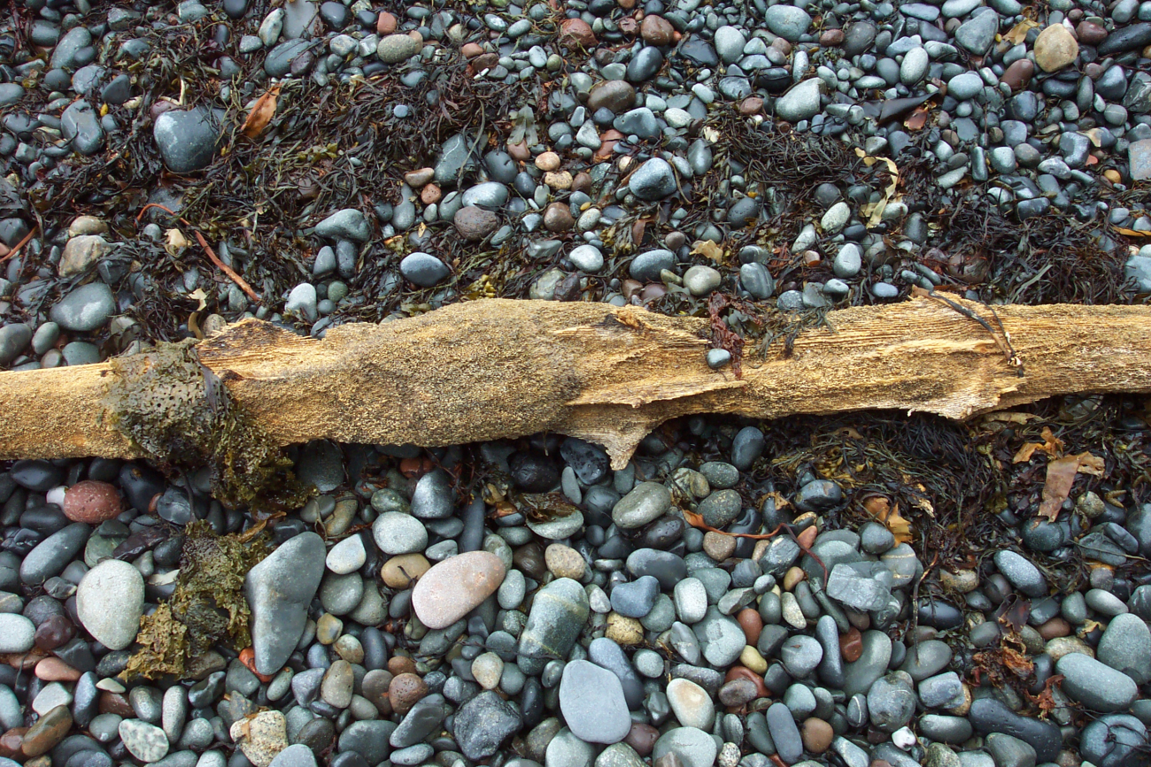 A teredo-bored flotsam surrounded by kelp on the cobble beach (Image credit: Captain Albert E. Theberge) A teredo-bored flotsam surrounded by kelp on the cobble beach