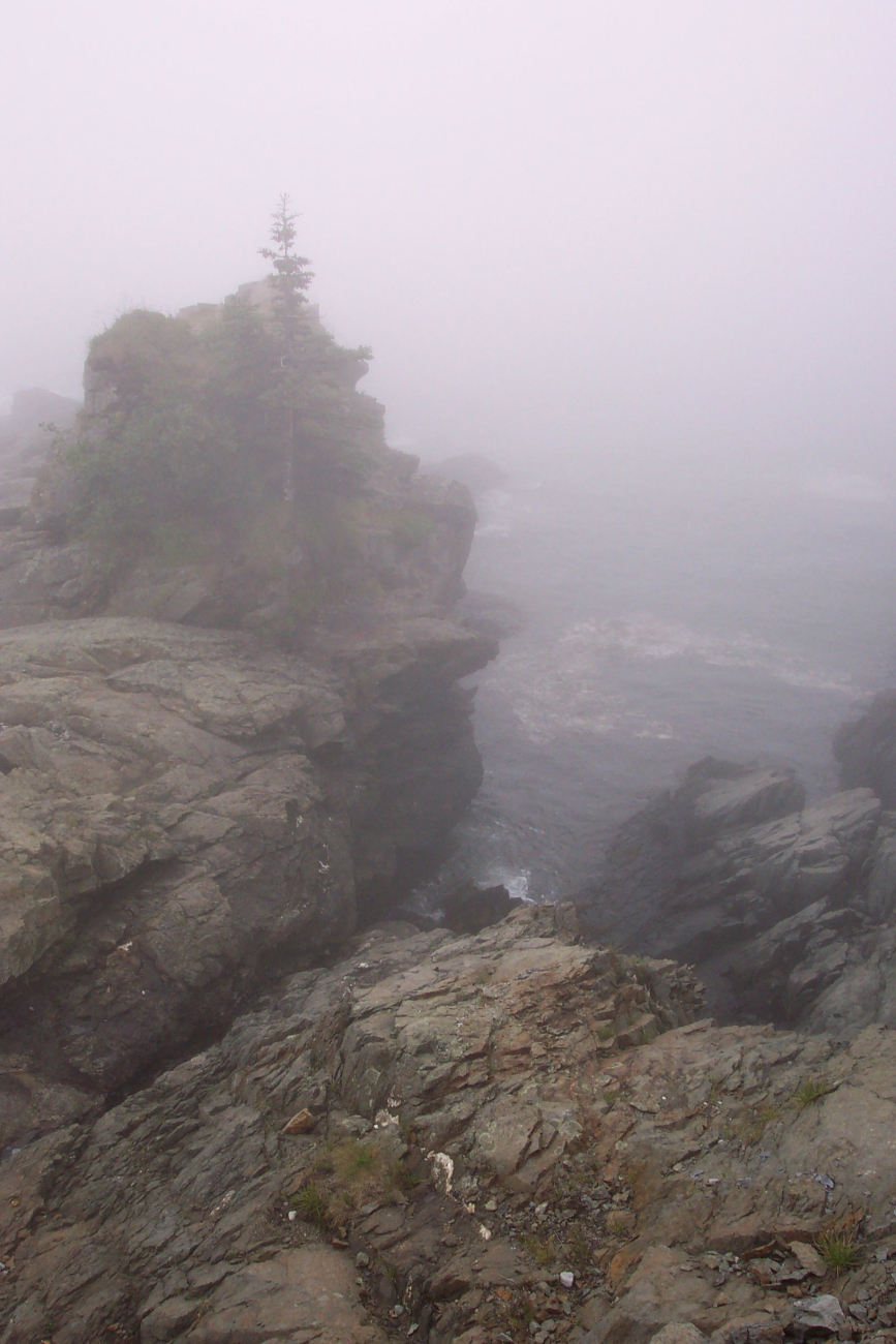 Probably the easternmost tree in the United States clinging to aprecarious foothold at West Quoddy Head (Image credit: Captain Albert E. Theberge) Probably the easternmost tree in the United States clinging to aprecarious foothold at West Quoddy Head