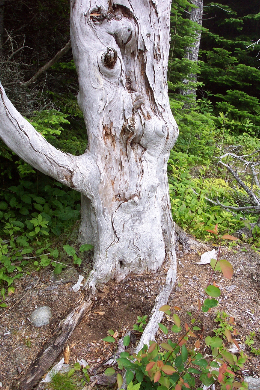 Patterns in a weather-beaten tree trunk (Image credit: Captain Albert E. Theberge) Patterns in a weather-beaten tree trunk