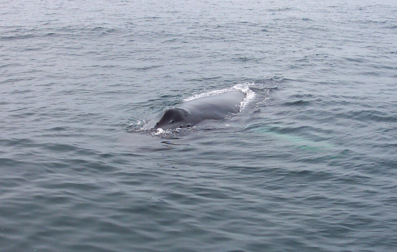 A humpback whale in the Gulf of Maine about 20 miles south of Bar Harbor (Image credit: Captain Albert E. Theberge) A humpback whale in the Gulf of Maine about 20 miles south of Bar Harbor