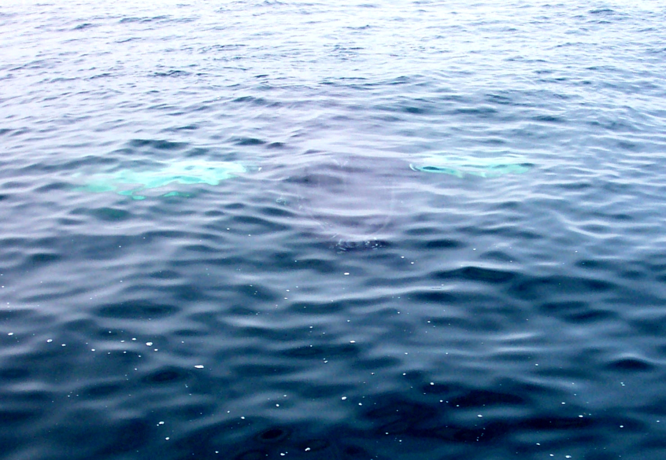 A humpback whale in the Gulf of Maine about 20 miles south of Bar Harbor (Image credit: Captain Albert E. Theberge) A humpback whale in the Gulf of Maine about 20 miles south of Bar Harbor
