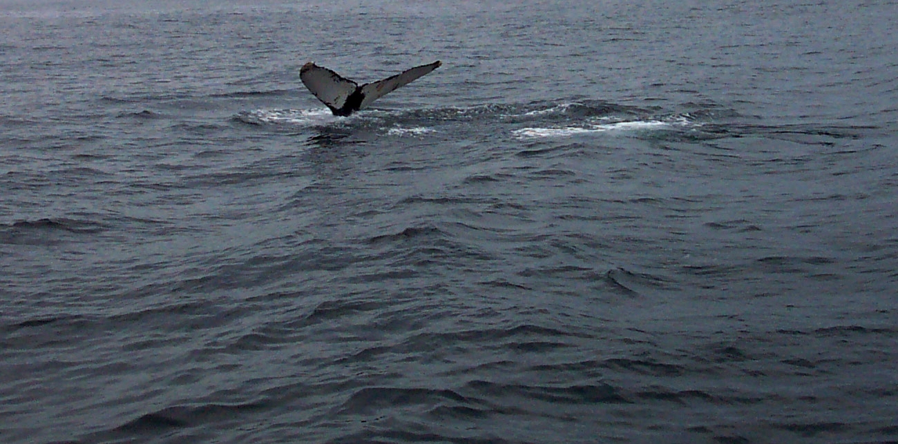 A humpback whale tail in the Gulf of Maine about 20 miles south of Bar Harbor (Image credit: Captain Albert E. Theberge) A humpback whale tail in the Gulf of Maine about 20 miles south of Bar Harbor